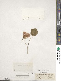 Tropaeolum majus image