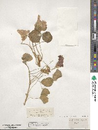 Tropaeolum majus image