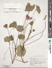 Tropaeolum majus image