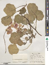 Tropaeolum majus image