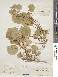 Tropaeolum majus image