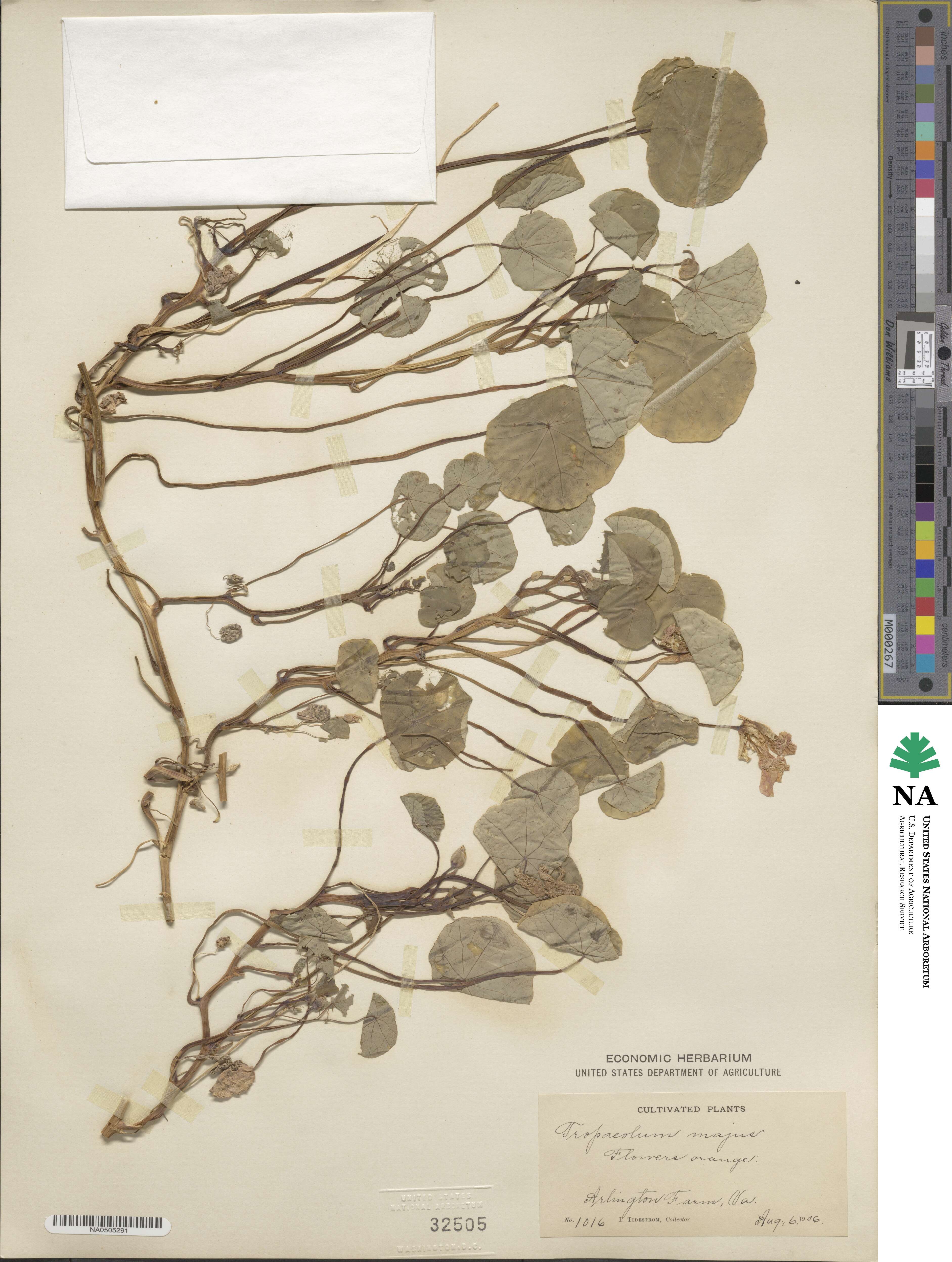 Tropaeolum majus image