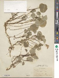 Tropaeolum majus image