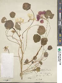 Tropaeolum majus image