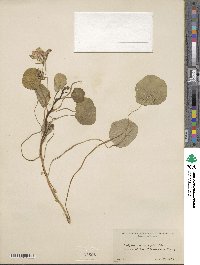 Tropaeolum majus image