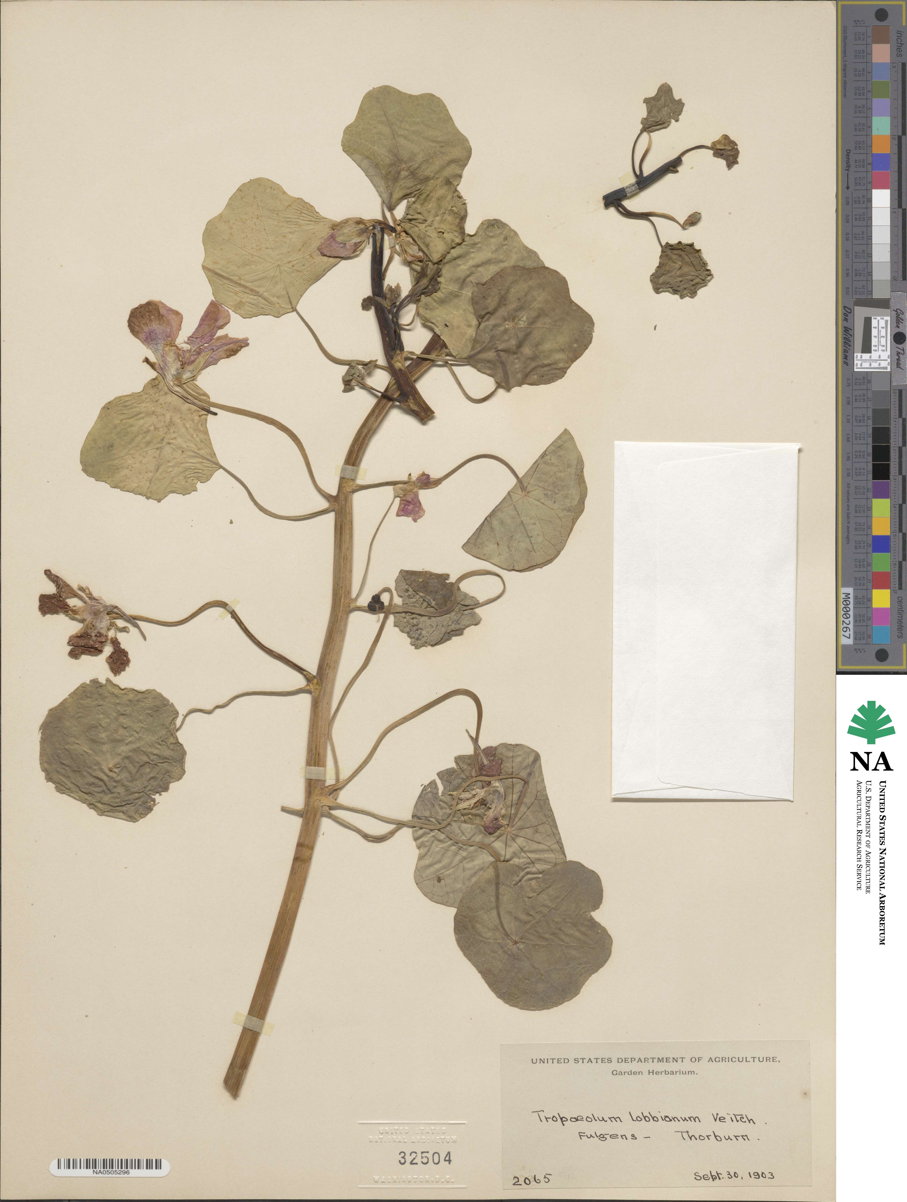 Tropaeolum peltophorum image