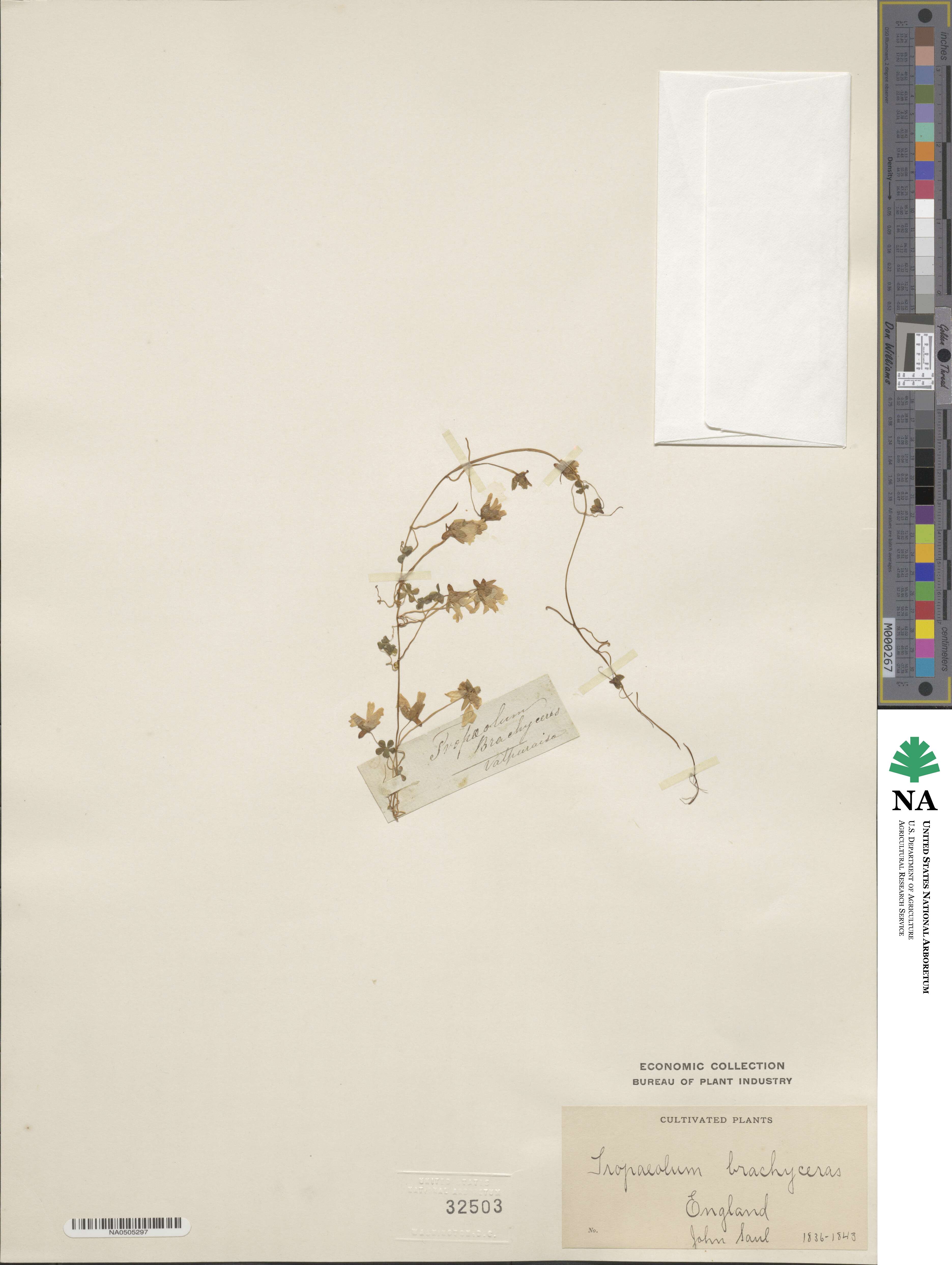 Tropaeolum brachyceras image