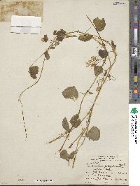 Tropaeolum peltophorum image