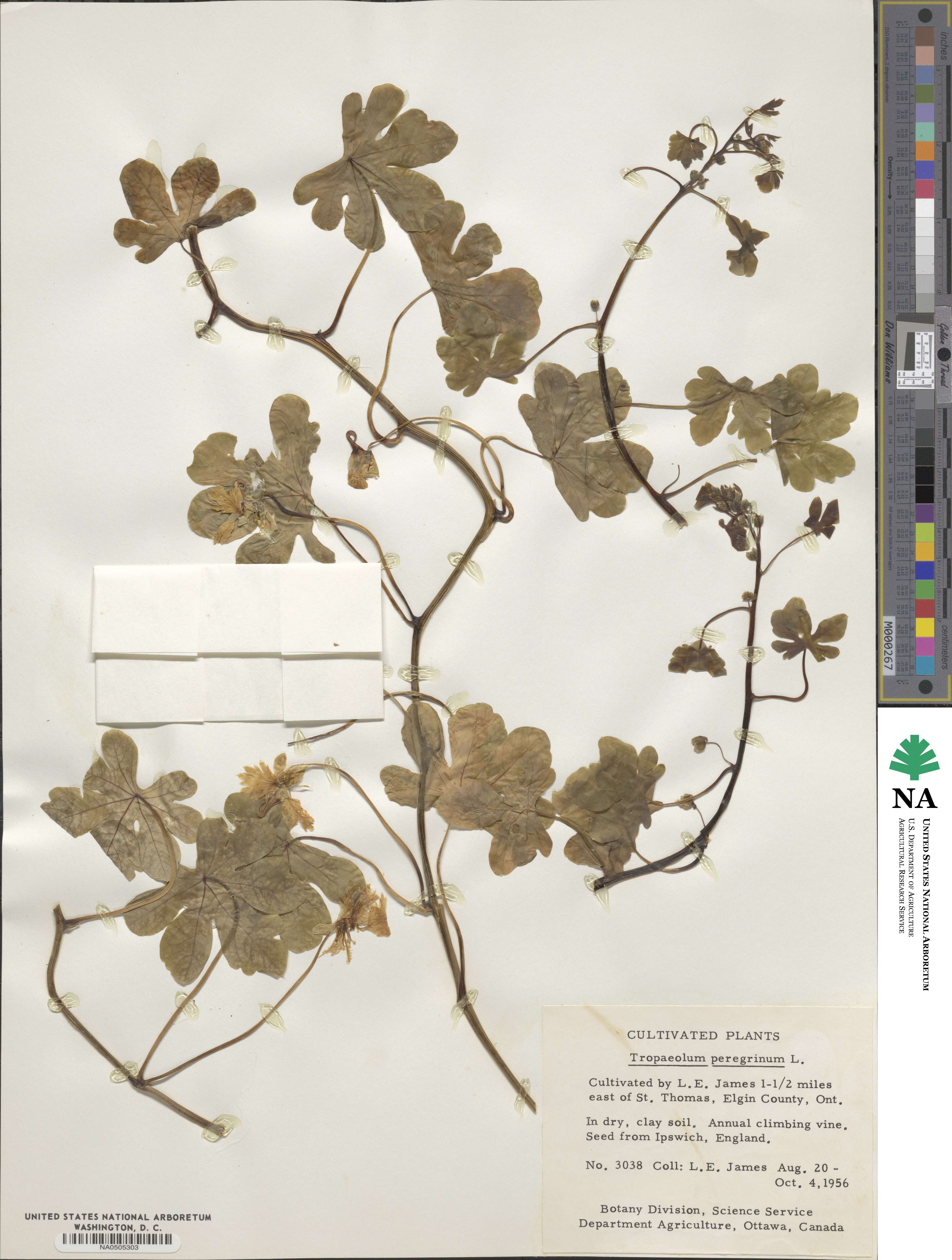 Tropaeolum peregrinum image
