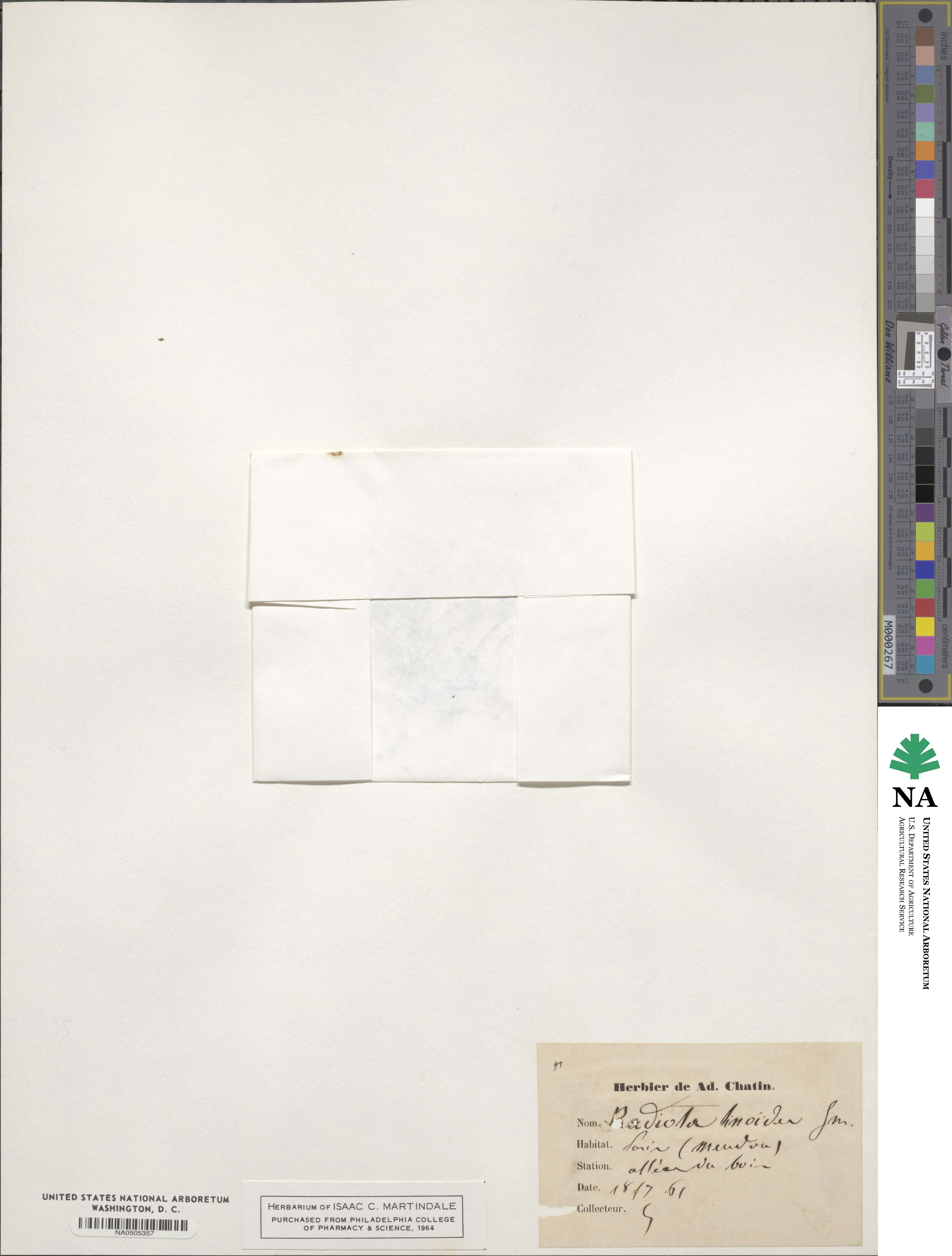Radiola linoides image