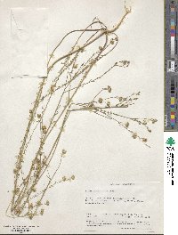 Linum austriacum subsp. austriacum image