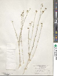 Linum austriacum image