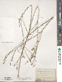 Linum austriacum subsp. austriacum image