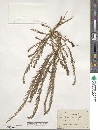 Linum austriacum image