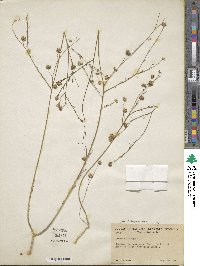 Linum austriacum image