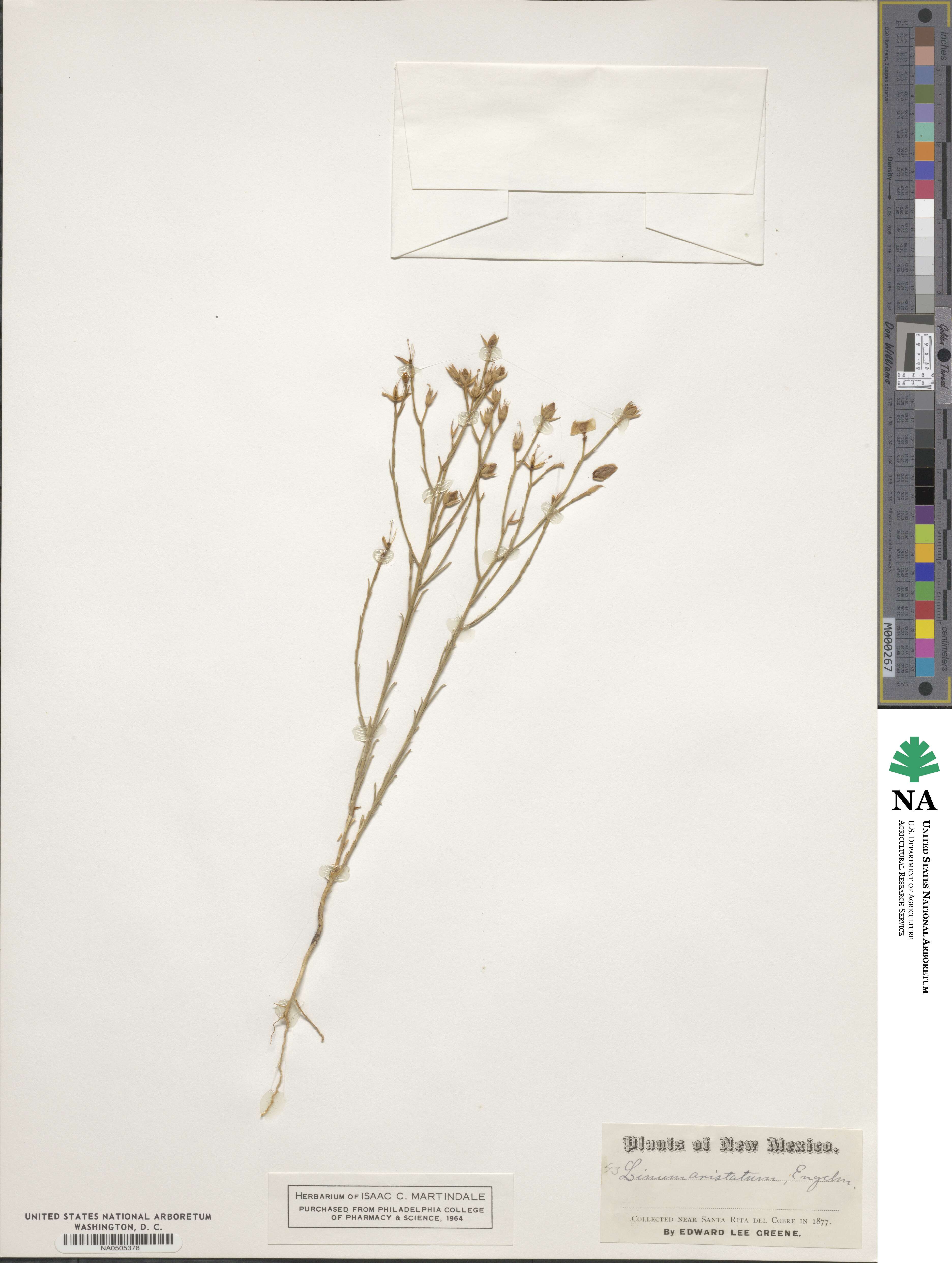 Linum aristatum image