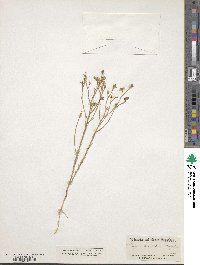 Image of Linum aristatum