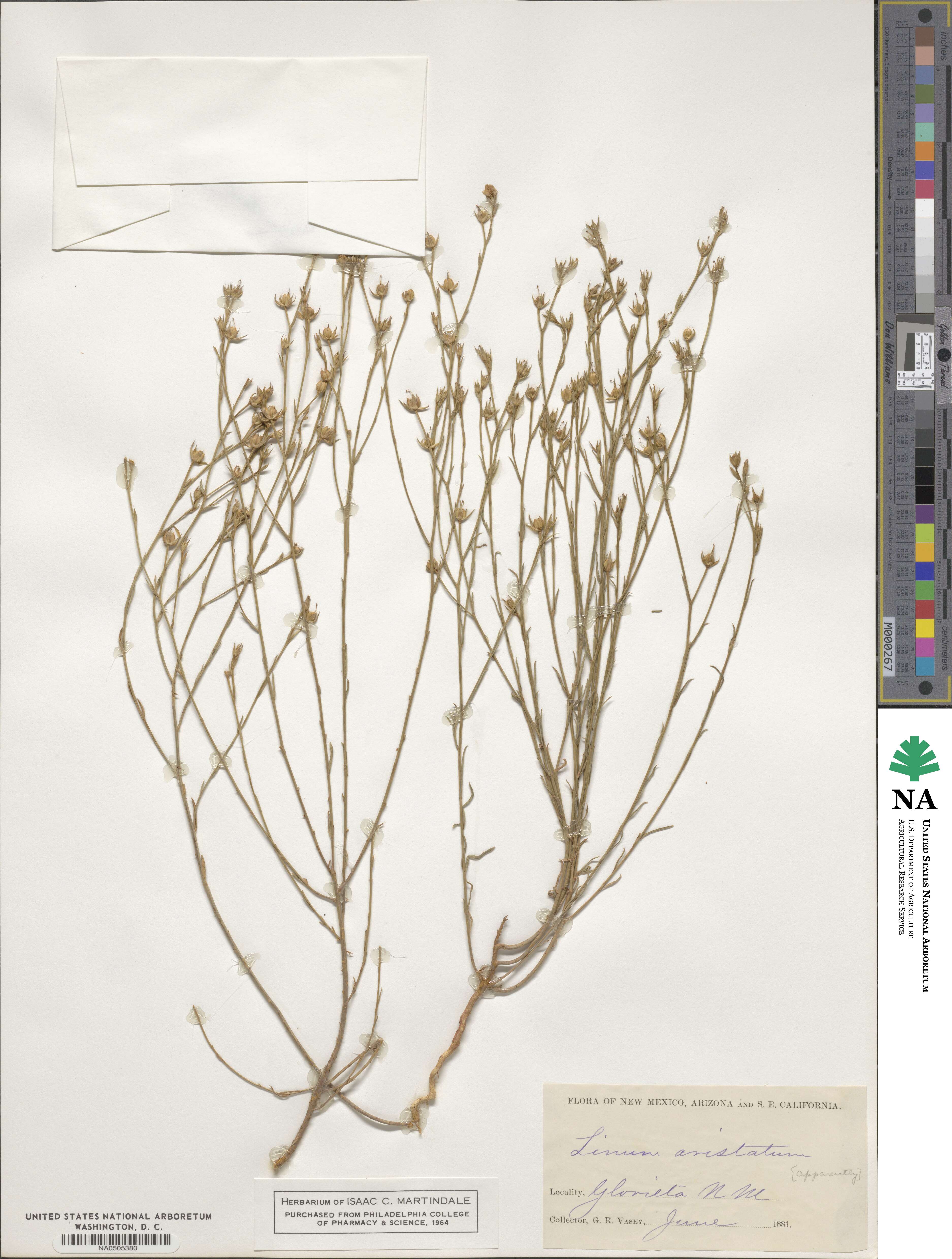 Linum aristatum image