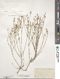 Linum aristatum image