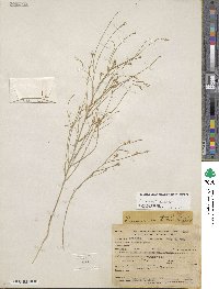 Linum aristatum image