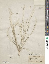 Linum aristatum image