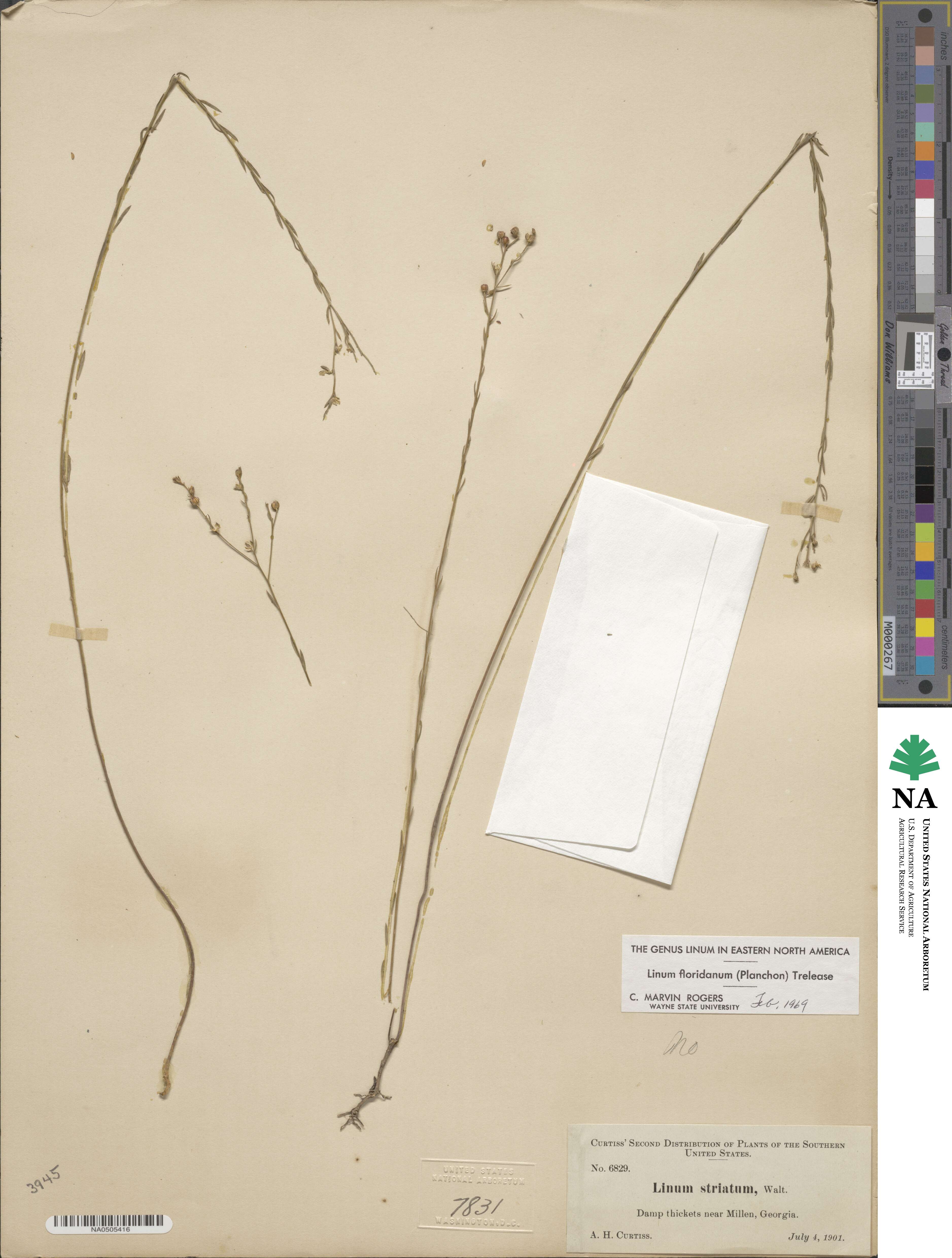 Linum floridanum image