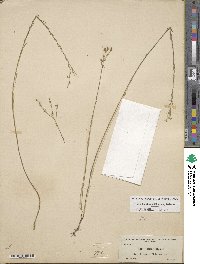 Linum floridanum image