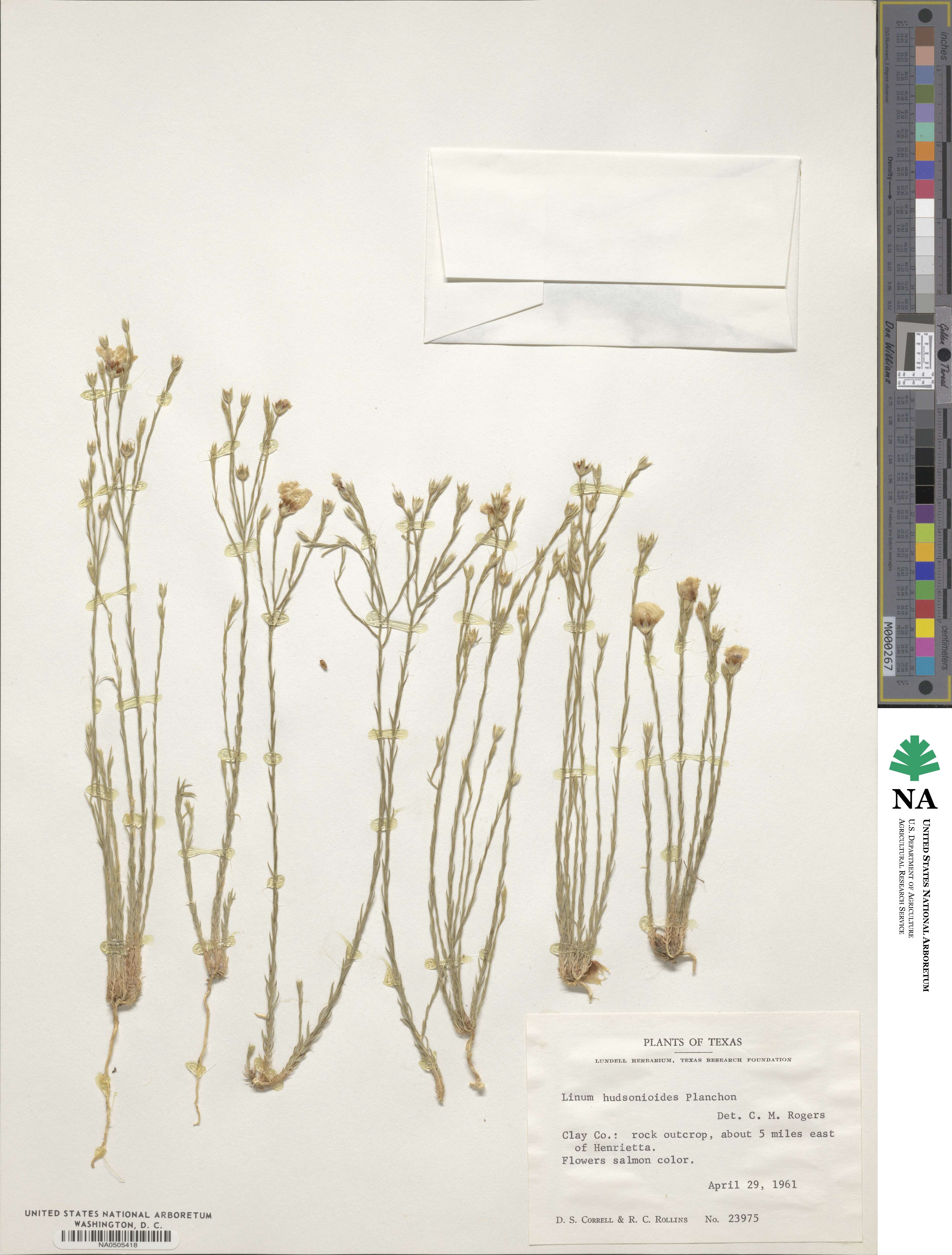 Linum hudsonioides image