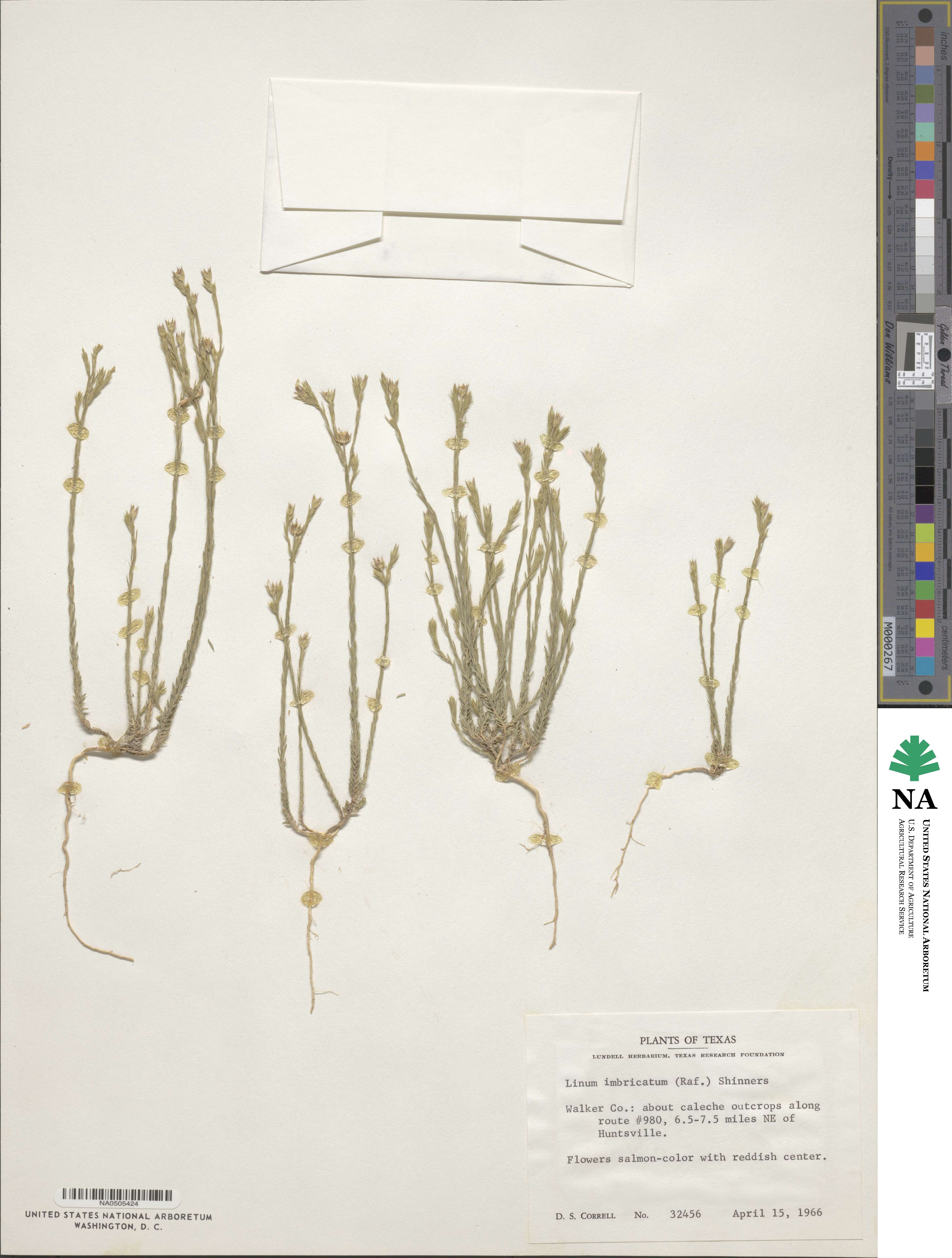 Linum imbricatum image
