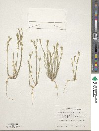 Linum imbricatum image