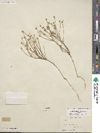 Linum imbricatum image