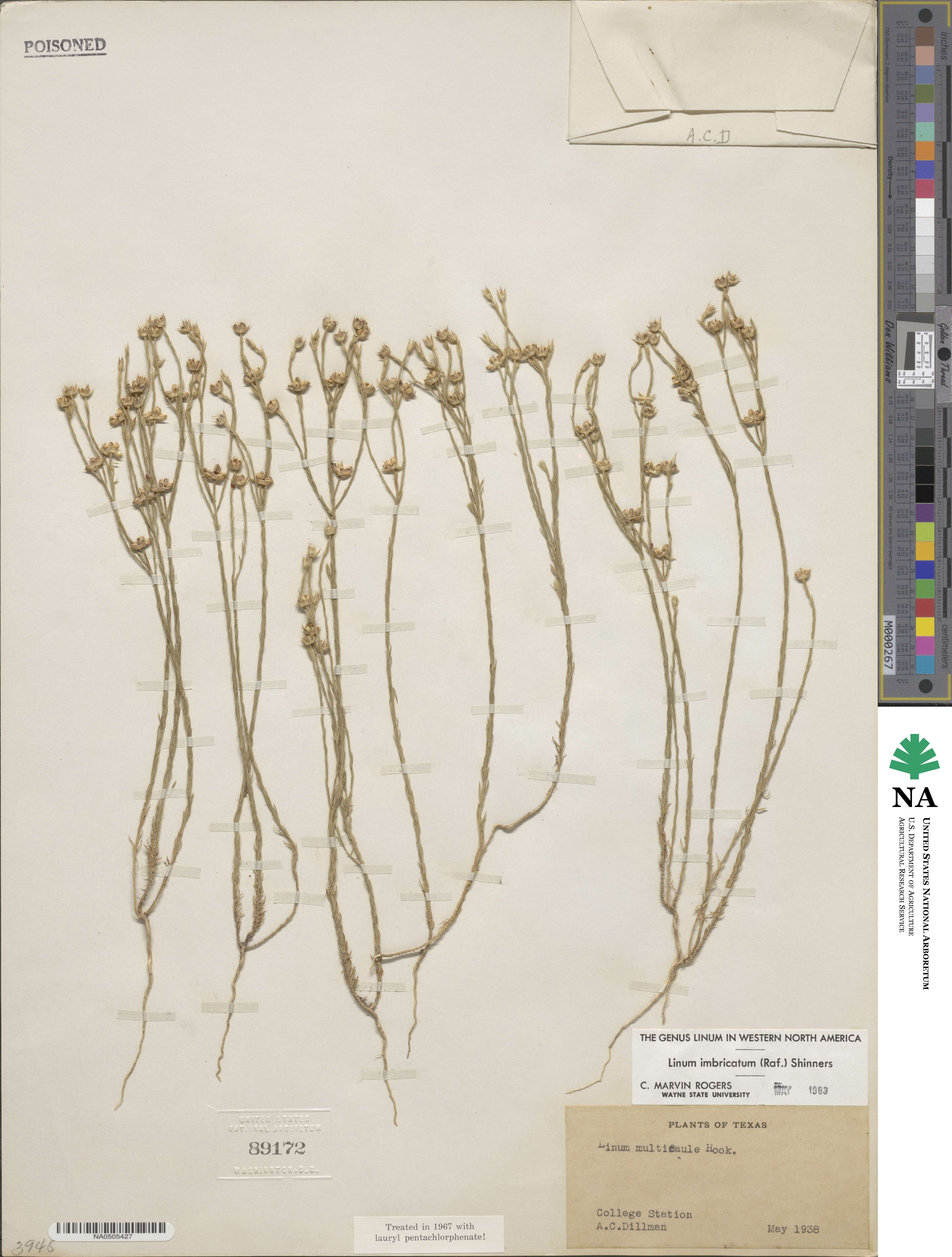 Linum imbricatum image