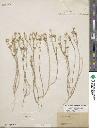 Linum imbricatum image