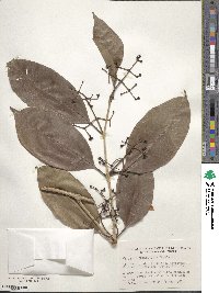 Syzygium cumini image