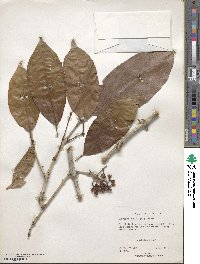 Syzygium cumini image