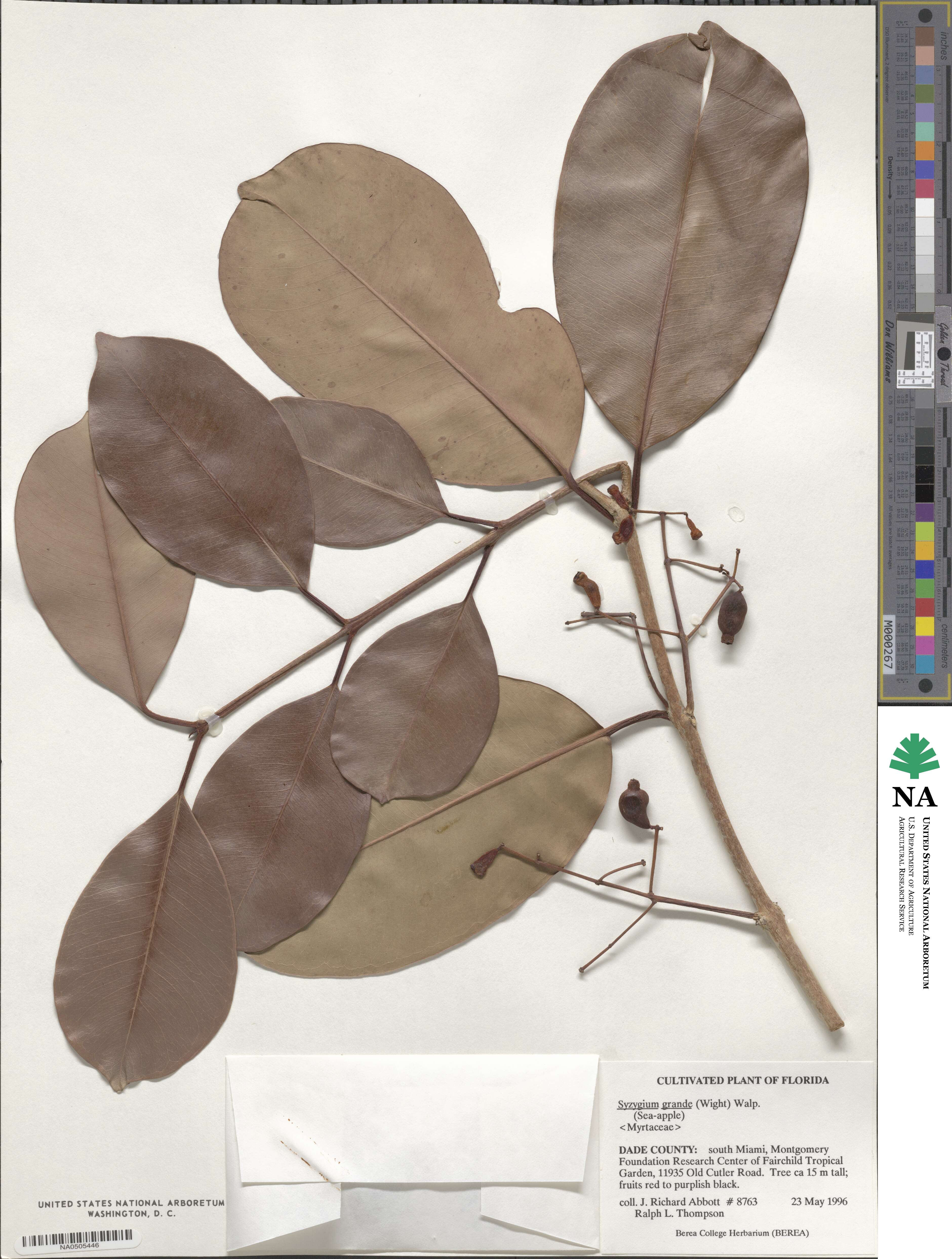 Syzygium grande image