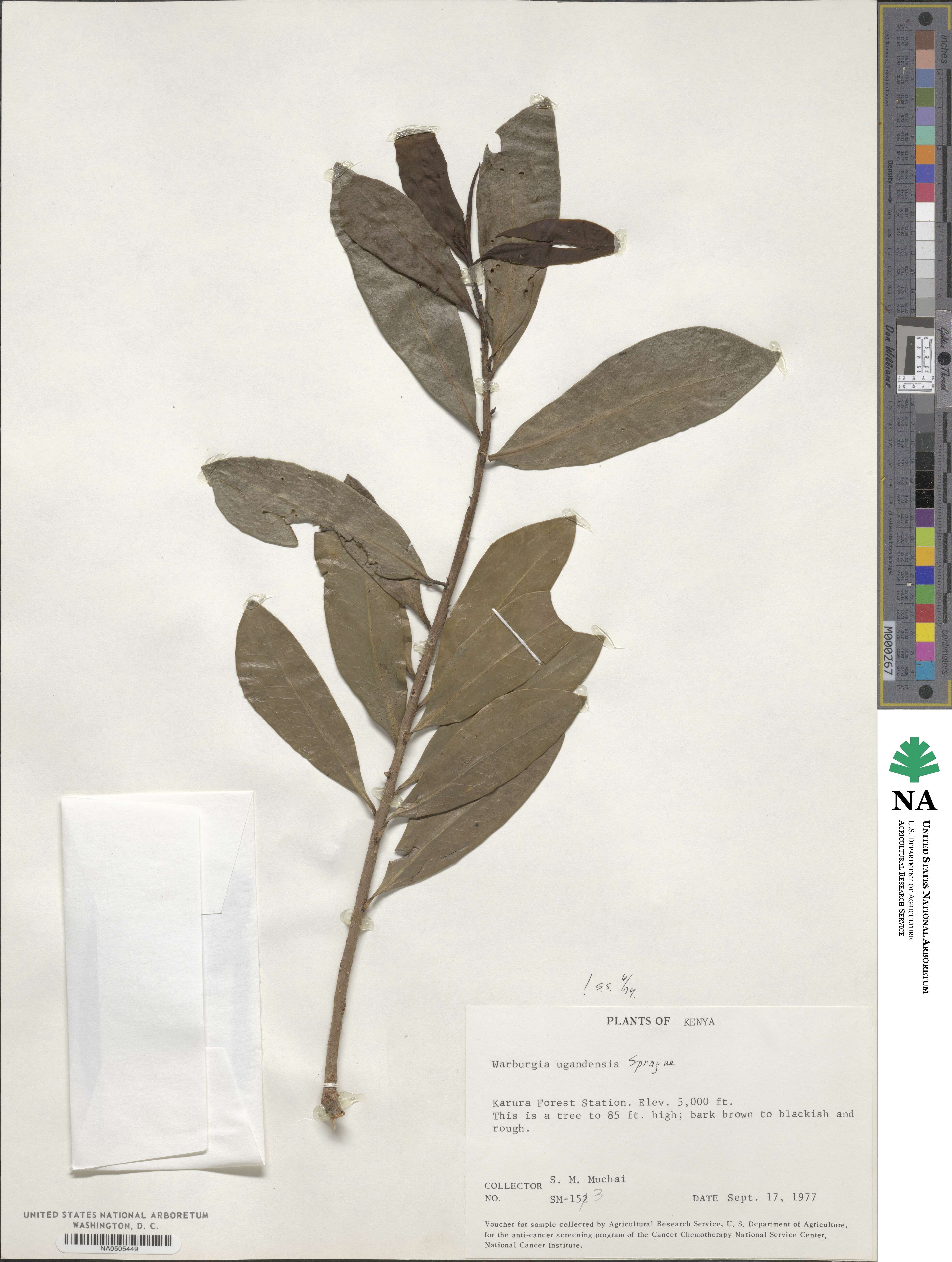 Warburgia ugandensis image