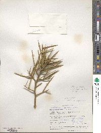 Koeberlinia spinosa image