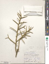 Koeberlinia spinosa image