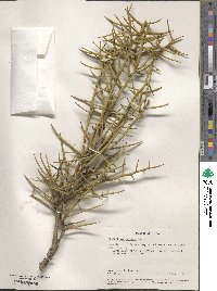 Koeberlinia spinosa image