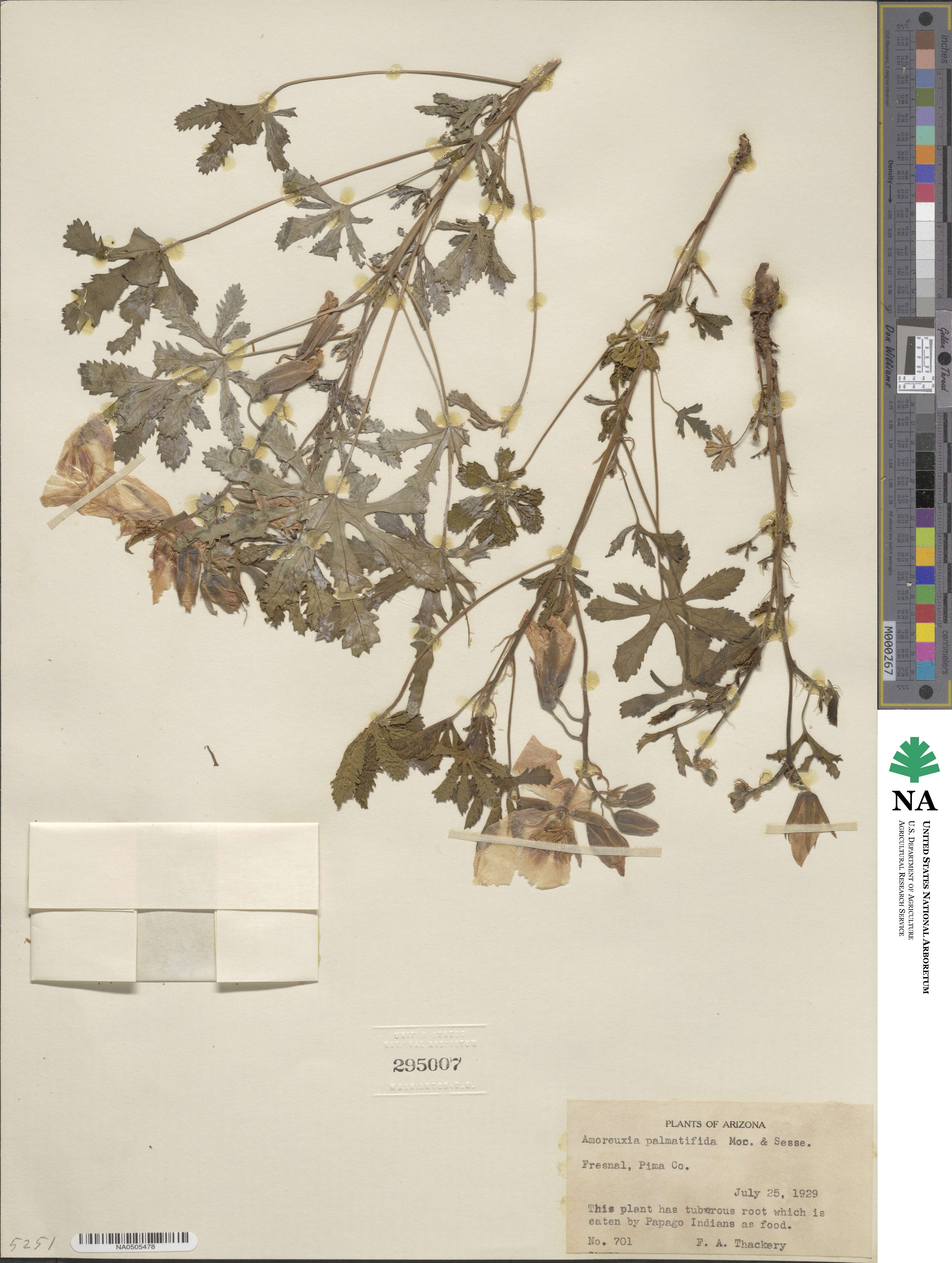 Cochlospermum palmatifidum image