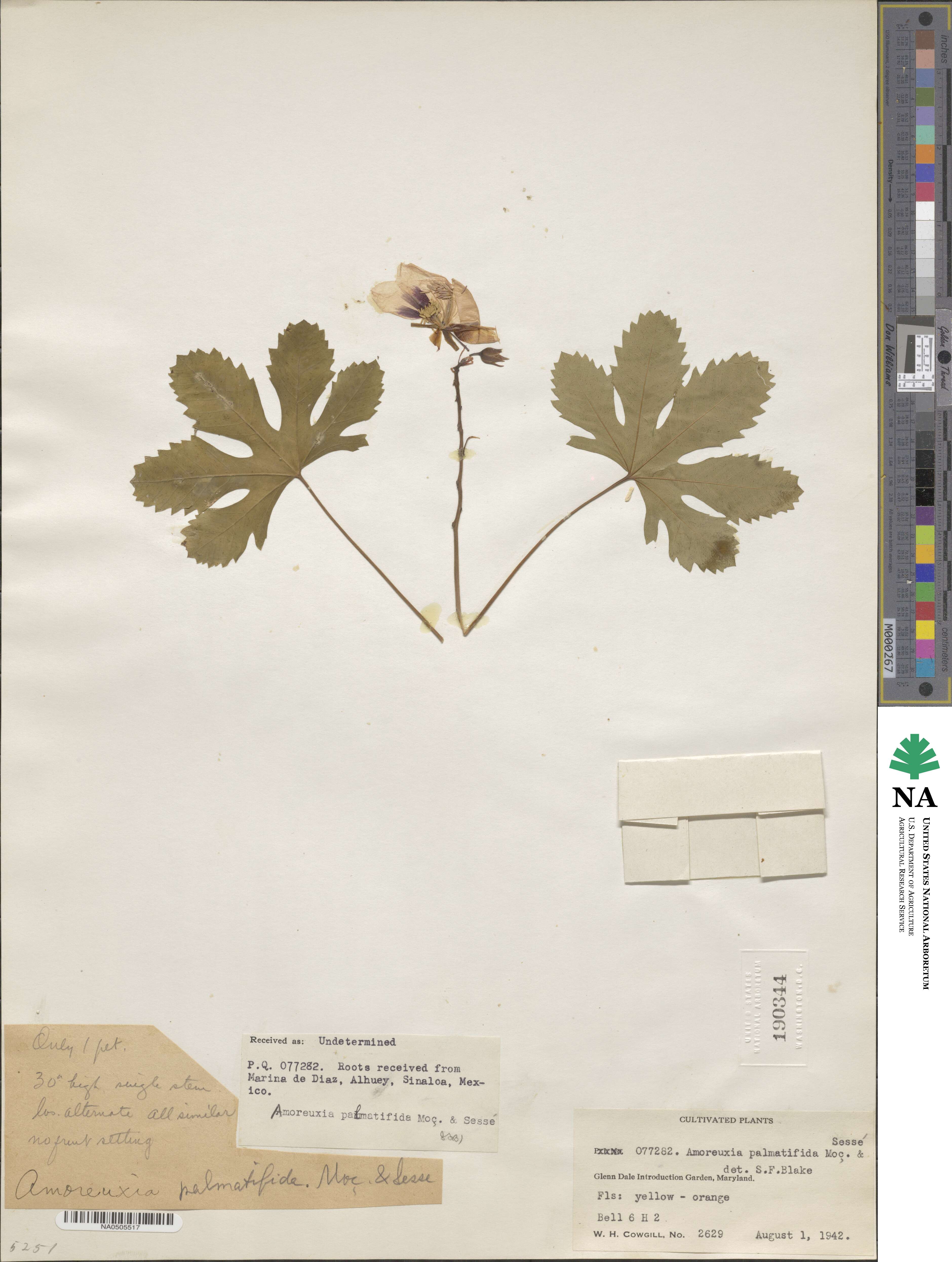 Cochlospermum palmatifidum image