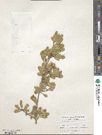 Image of Melicytus obovatus