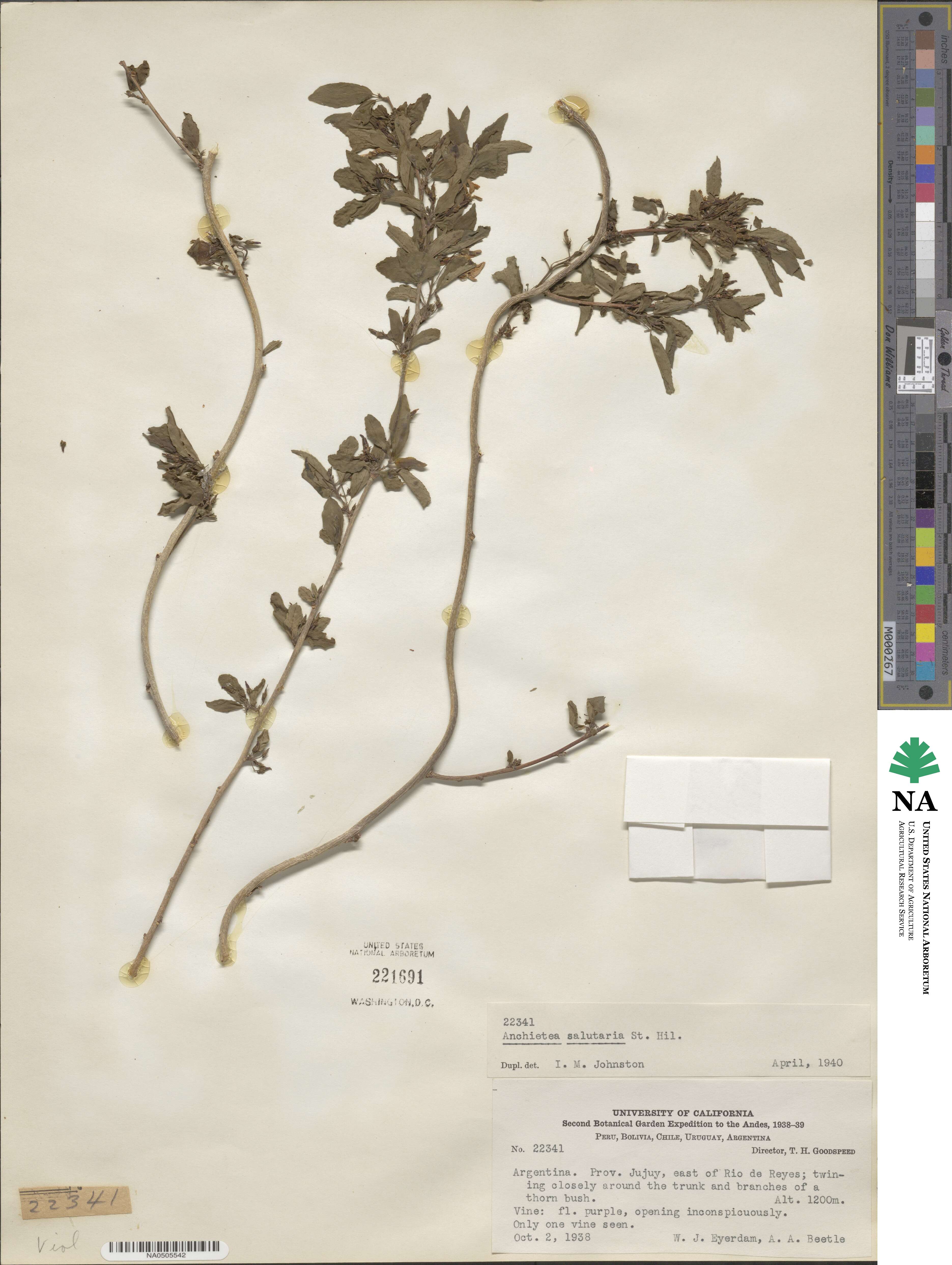 Anchietea pyrifolia image