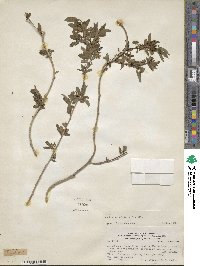 Anchietea pyrifolia image