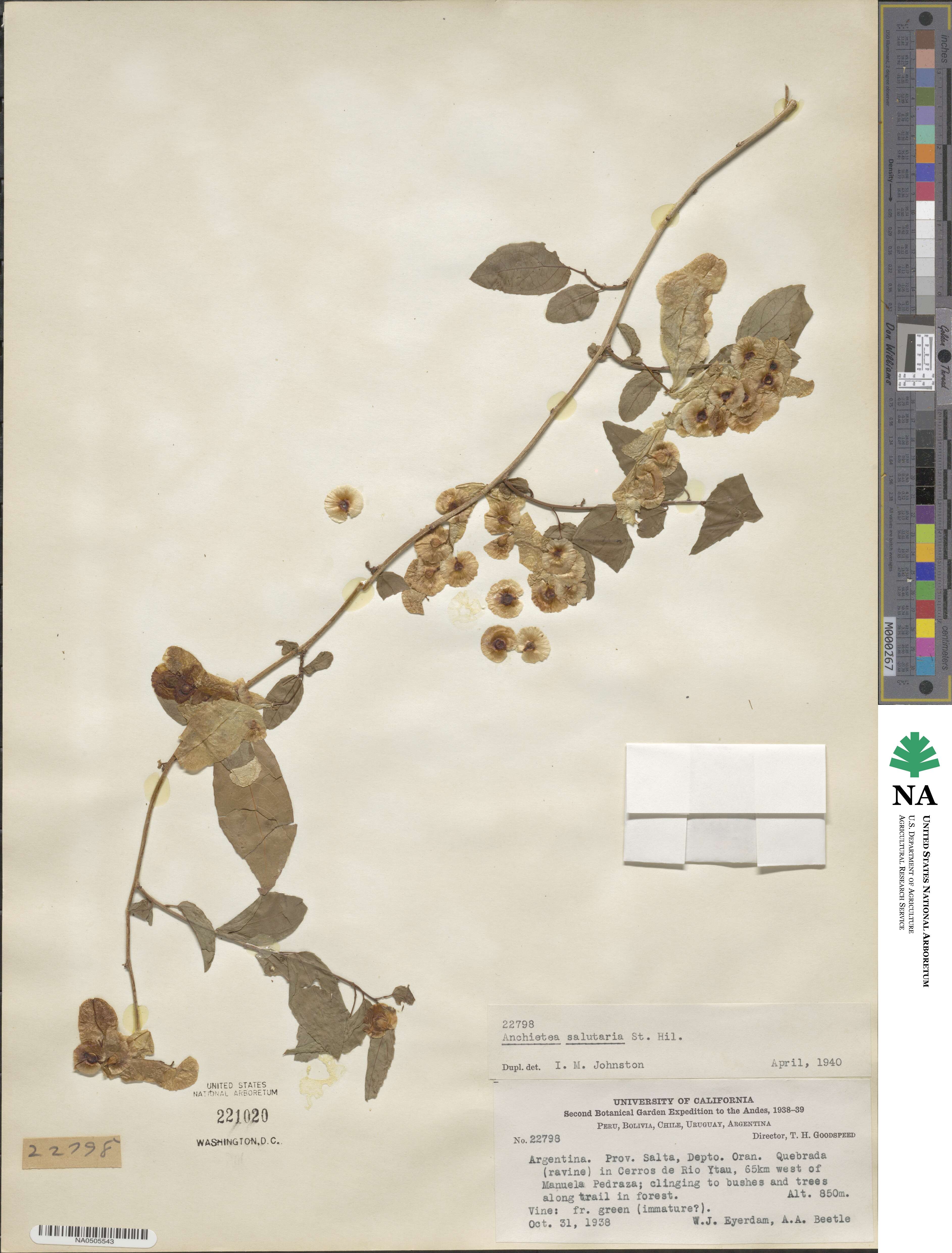 Anchietea pyrifolia image