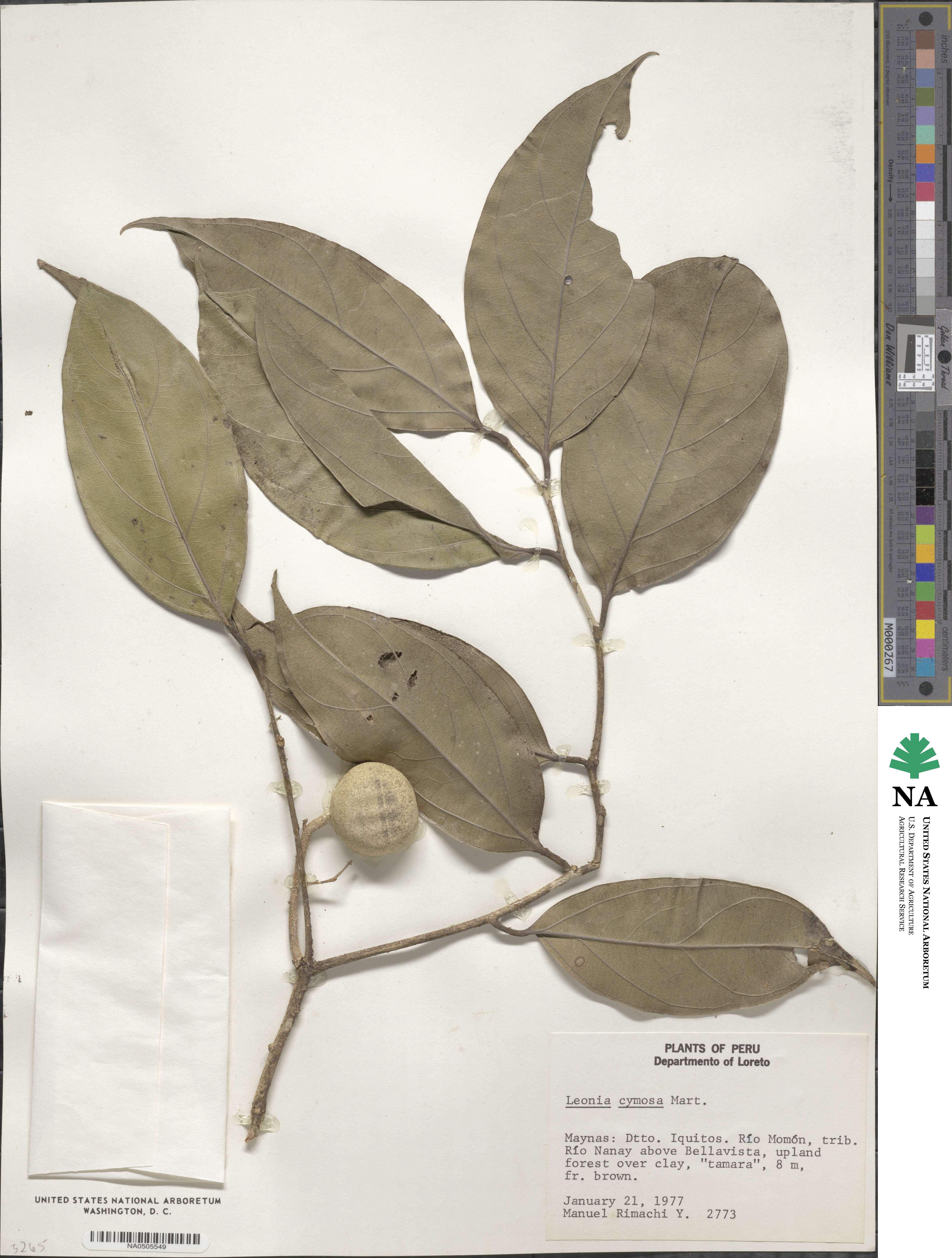 Leonia cymosa image