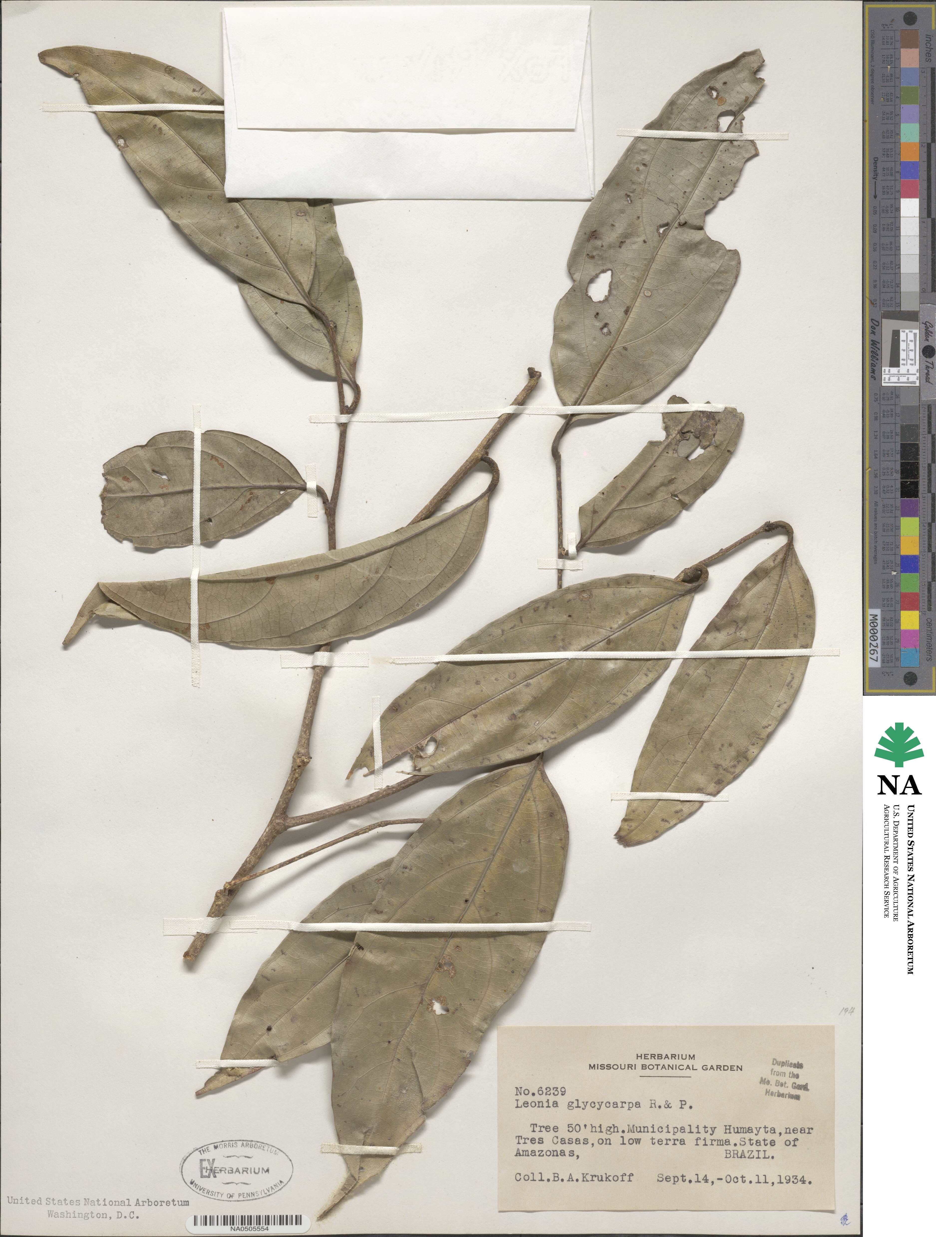 Leonia glycycarpa image