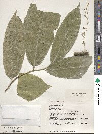 Leonia glycycarpa image