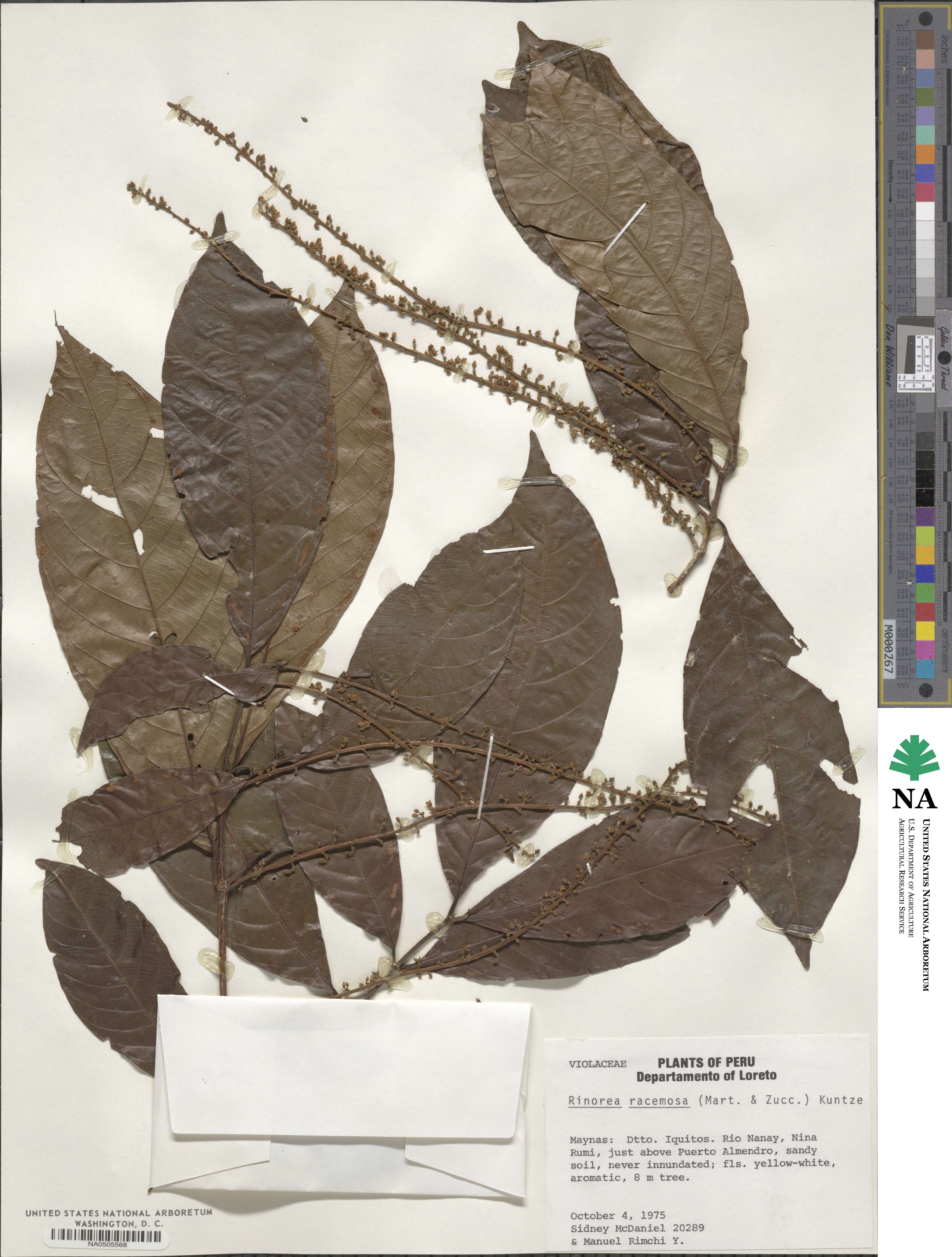 Rinorea racemosa image